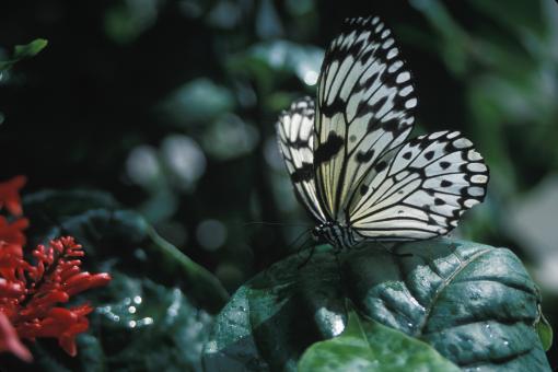 Free Stock Photo of Rice paper Butterfly