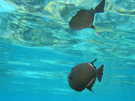 Free Stock Photo of Black Triggerfish