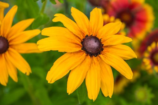 Free Stock Photo of Orange flower