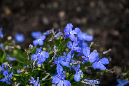 Free Stock Photo of Blue velvet
