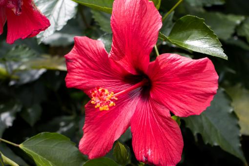 Free Stock Photo of Huge flower