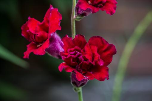 Free Stock Photo of Dark red flowers