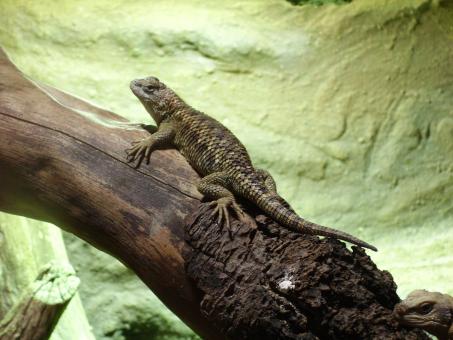 Free Stock Photo of Desert Spiny Lizard