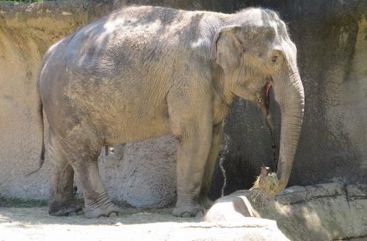 Free Stock Photo of Elephant in the zoo