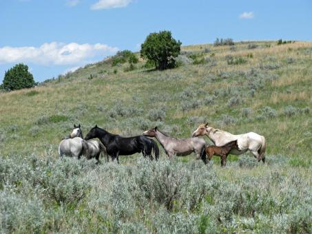 Free Stock Photo of Feral Horses
