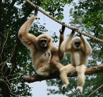 Free Stock Photo of Gibbons on the Branch