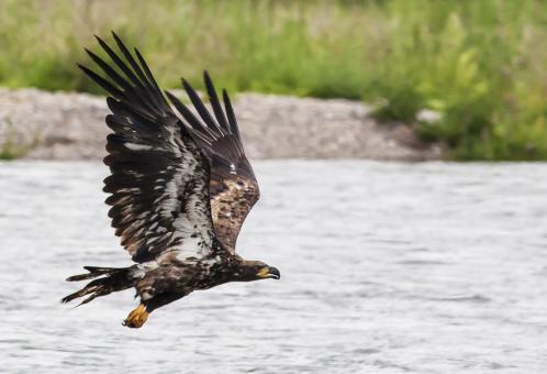 Free Stock Photo of Golden Eagle Flying