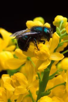 Free Stock Photo of Bee Pollinating