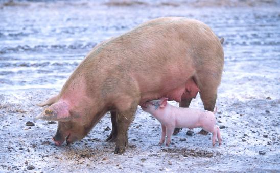 Free Stock Photo of Wild Pig Feeding