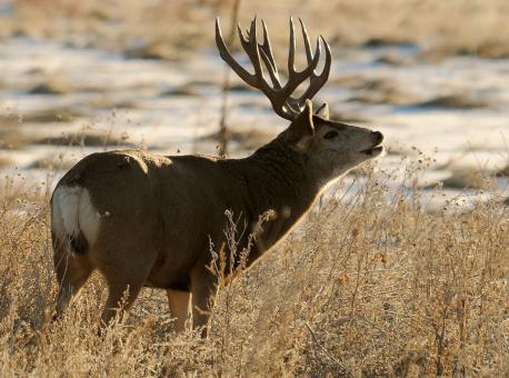Free Stock Photo of Wild Deer