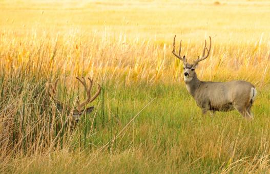 Free Stock Photo of Mule Deer
