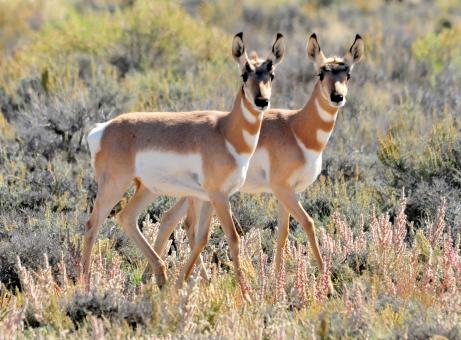 Free Stock Photo of Wild Pronghorn