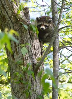 Free Stock Photo of Raccoon on the Tree