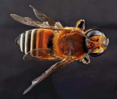 Free Stock Photo of Bee Closeup