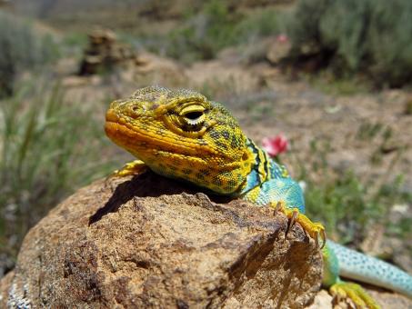 Free Stock Photo of Collared Lizard