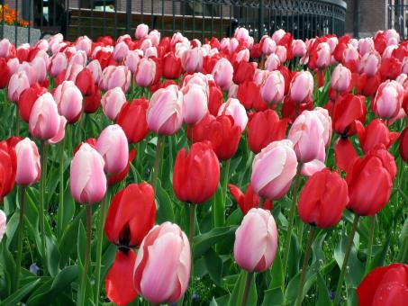 Free Stock Photo of Flowers in the Garden