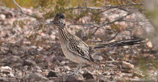 Free Stock Photo of Road Runner