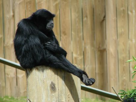 Free Stock Photo of Siamang in the Zoo