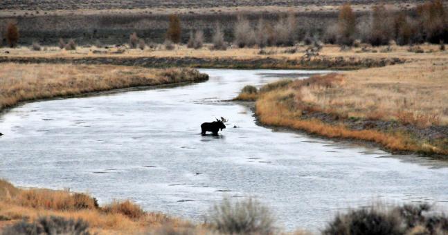 Free Stock Photo of Bull Moose in the River