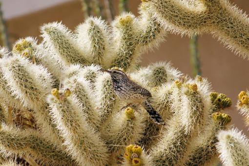 Free Stock Photo of Cactus Wren