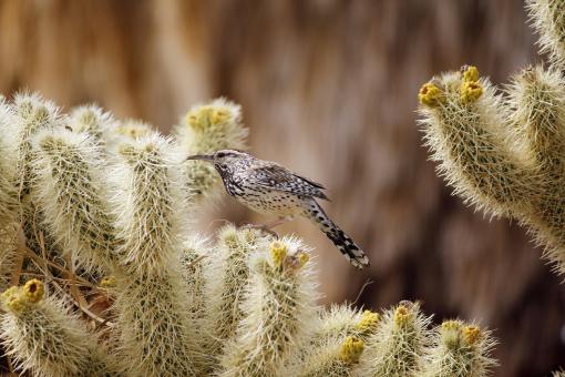 Free Stock Photo of Cactus Wren