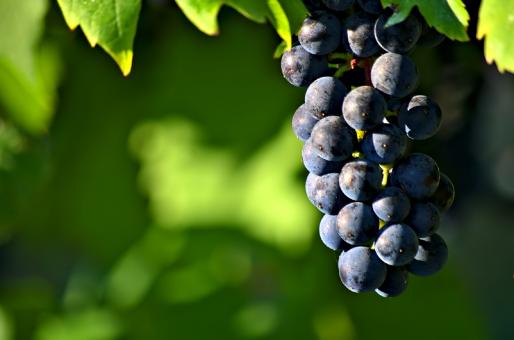 Free Stock Photo of Fresh Grapes