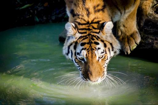 Free Stock Photo of Bengal Tiger