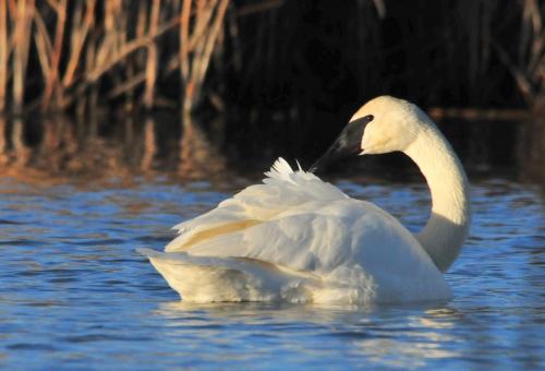 Free Stock Photo of Trumpeter Swan
