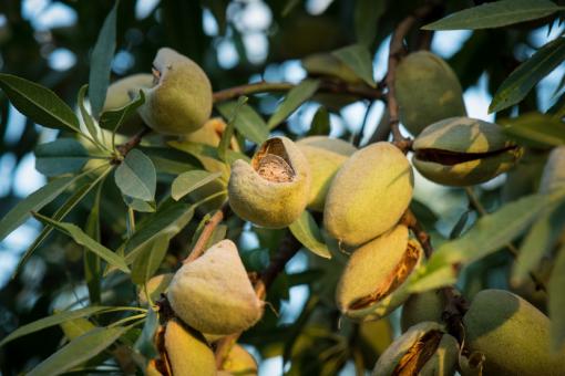 Free Stock Photo of Almonds on the Tree