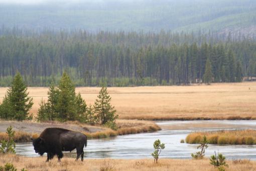 Free Stock Photo of Wild Bison