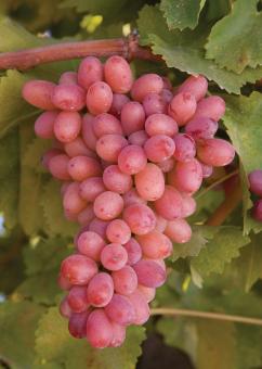 Free Stock Photo of Fresh Grapes