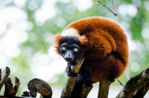 Free Stock Photo of Red Ruffed Lemur