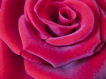 Free Stock Photo of Beautiful Rose
