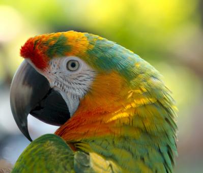 Free Stock Photo of Parrot in the Park