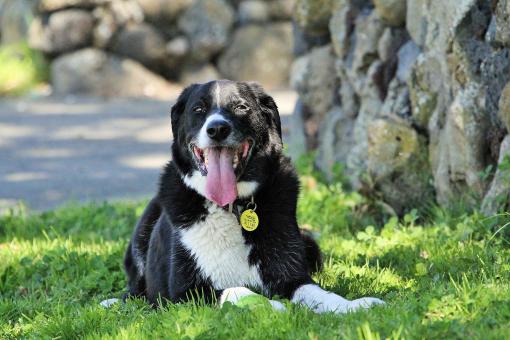 Free Stock Photo of Australian Sheepdog