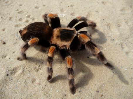 Free Stock Photo of Wild Tarantula