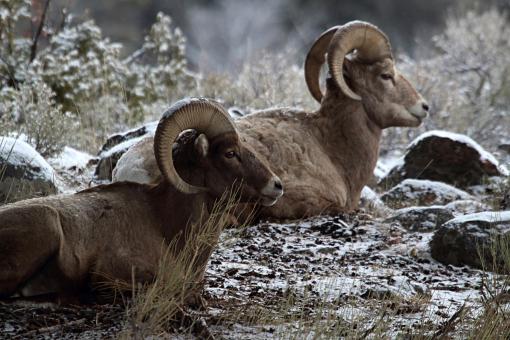 Free Stock Photo of Bighorn Sheep