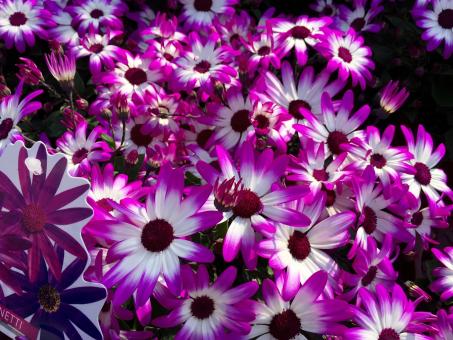 Free Stock Photo of Fresh Daisies