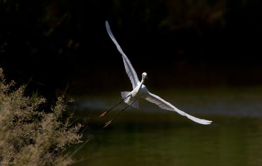 Free Stock Photo of Flying Egret