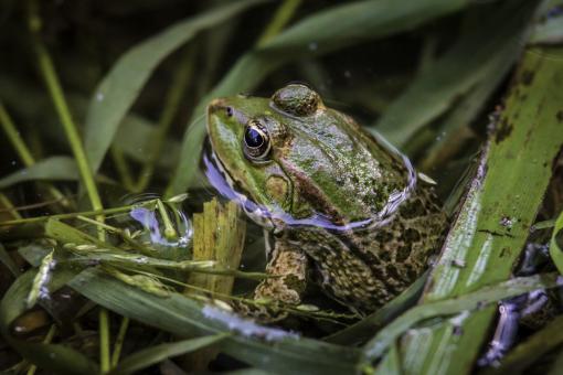 Free Stock Photo of Frog in the Water