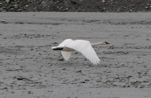 Free Stock Photo of Swan Flying