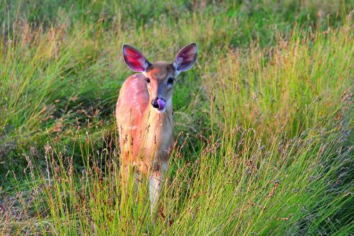 Free Stock Photo of Wild Deer