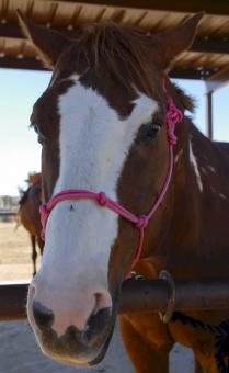 Free Stock Photo of Horse in the Stable