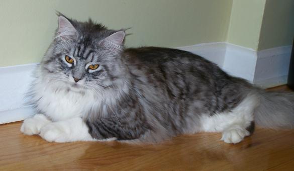 Free Stock Photo of Maine Coon Cat