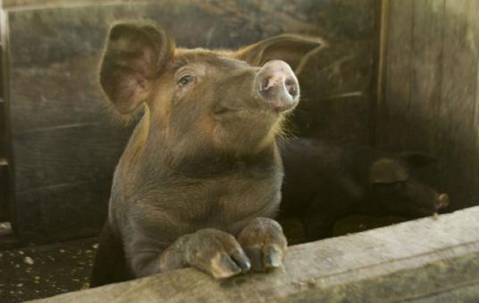 Free Stock Photo of Pig Farm