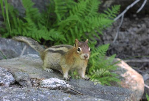 Free Stock Photo of Golden Mantled Squirrel