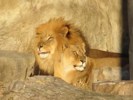 Free Stock Photo of Lion Family