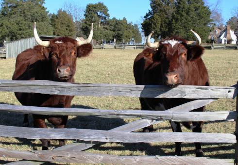 Free Stock Photo of Oxen Farm