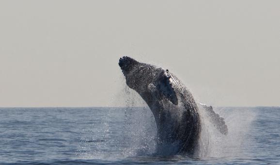 Free Stock Photo of Humpback Whale