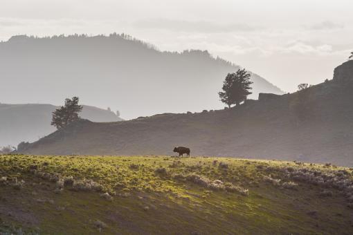 Free Stock Photo of Lone Bison